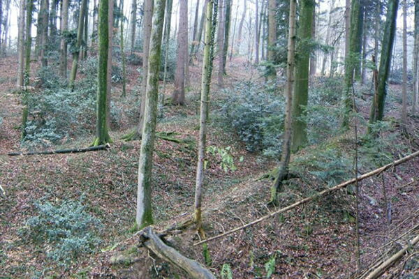 Die Hohlwege "im Grüt" in Eiken