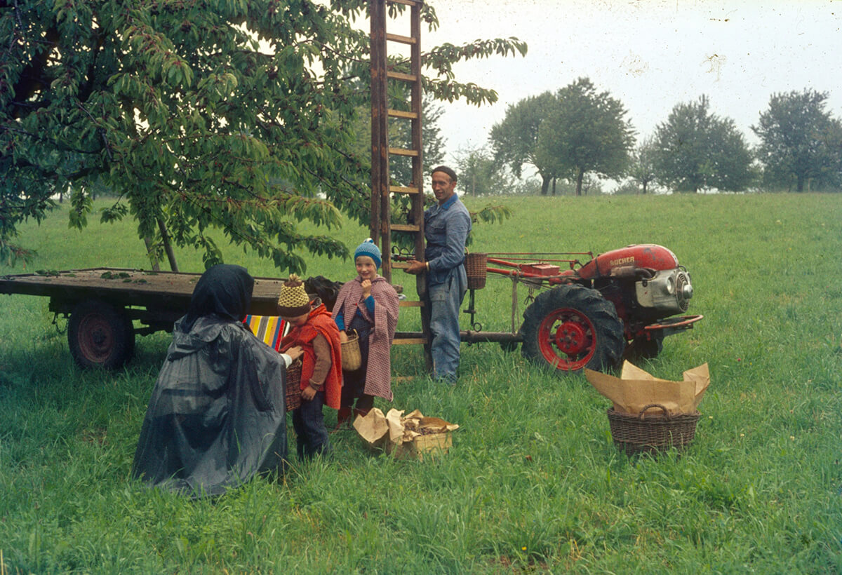 Viktor und Vreni Berger mit den Kindern Beatrice und Heinz bei der Kirschenernte.